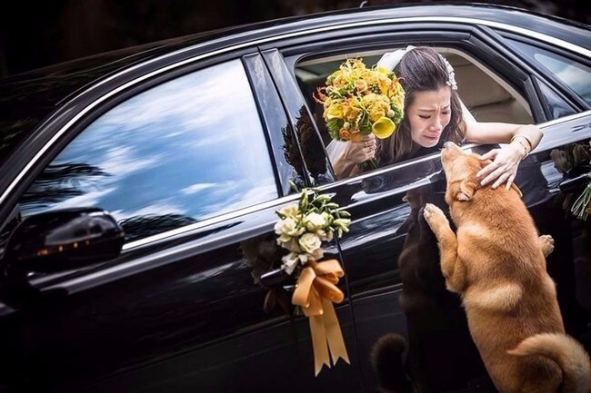 Bride-dog-emotional-wedding-day